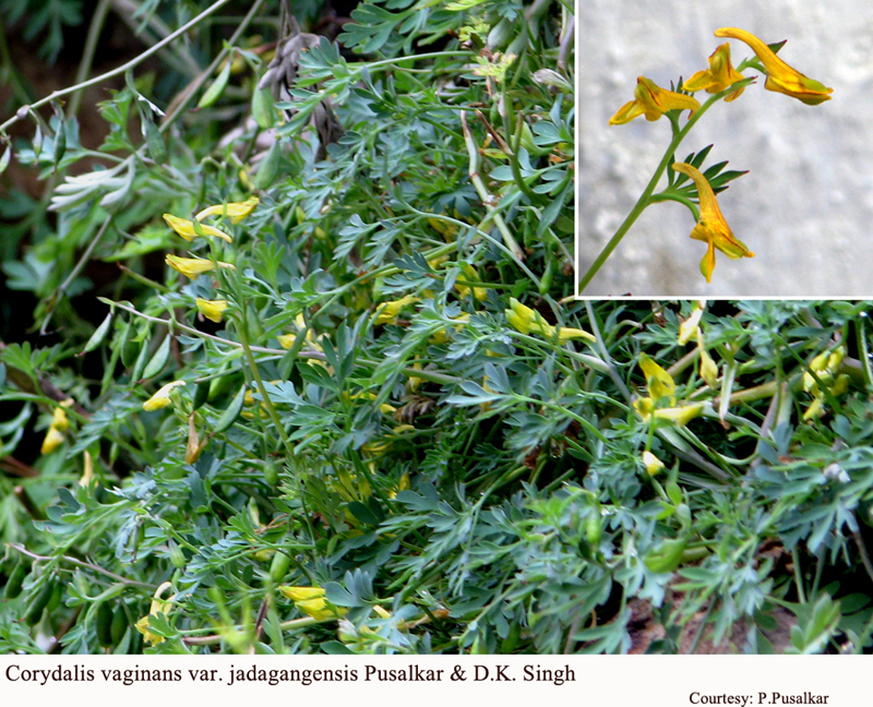 Corydalis vaginans var. jadagangensis Pusalkar & D.K. Singh